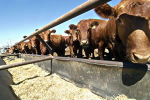 Animal Feed and Pet Food Handling - Consult VIA